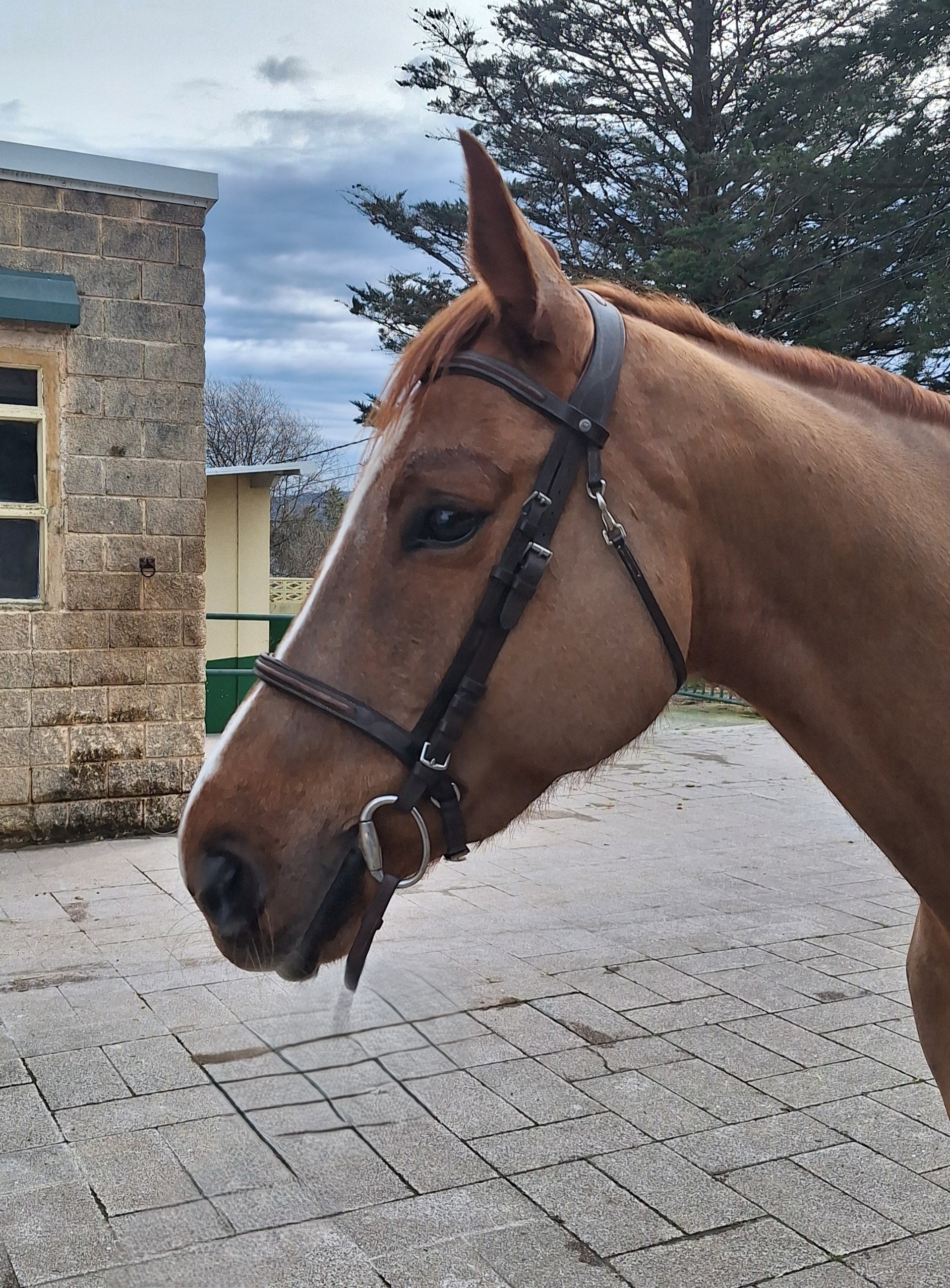 horse
